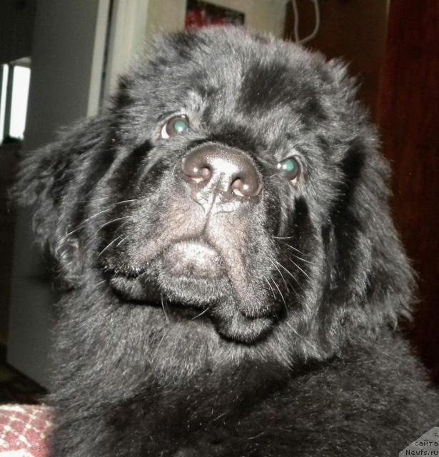 Фото: ньюфаундленд Aquatoriya Kelvin Kadril (Акватория Келвин Кадриль)