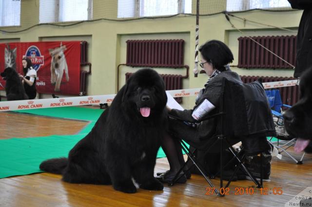 Фото: ньюфаундленд Duty Free of Apachee's Home, Janeta Ryabko (Жанета Рябко)
