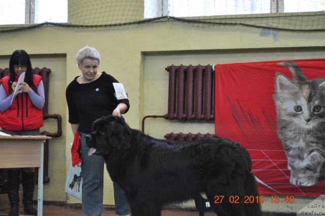 Фото: ньюфаундленд Piternyuf Zhora Piterskiy (Питерньюф Жора Питерский)