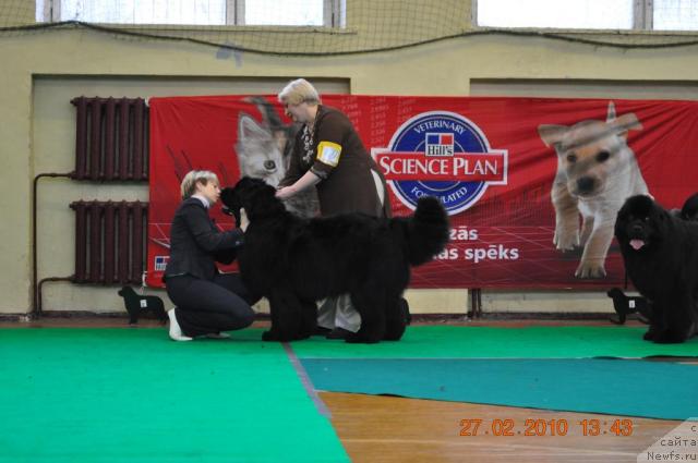 Фото: ньюфаундленд Captain Crush Logrus, Ol'ga Gordeeva (Ольга Гордеева)