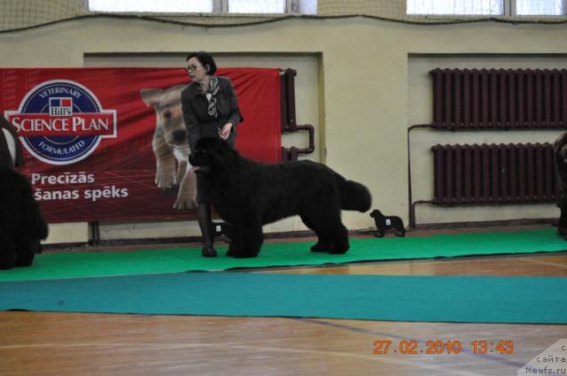 Фото: Janeta Ryabko (Жанета Рябко), ньюфаундленд Duty Free of Apachee's Home