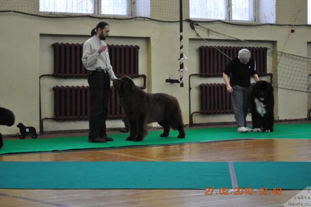 Фото: GREAT WATER BEAR SULLIVAN, ньюфаундленд Piternyuf Zhguchiy Potseluy (Питерньюф Жгучий Поцелуй)