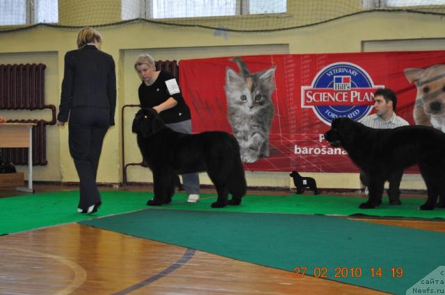 Фото: BLACK IMP FORTUNATE FEITA FEEBE, CHANDRA  Z  HELMOWEGO  JARU