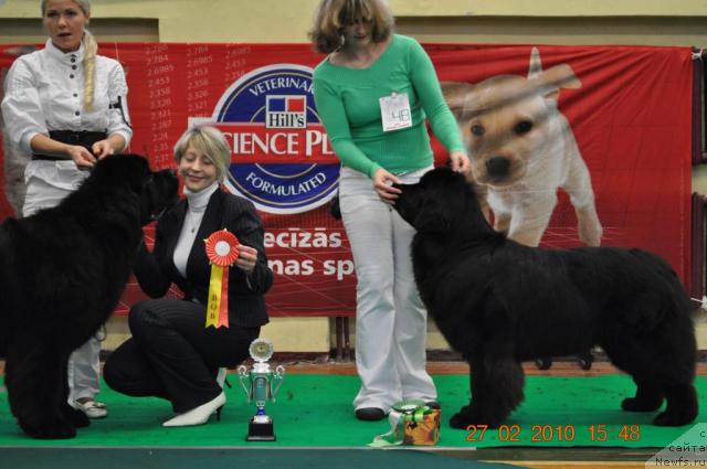 Фото: CAPE LEWISPORTE HEADBANGER, ROGENDA VIALIKI MIADZVEDZ