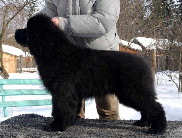 Фото: ньюфаундленд Akvatoriya Kelvin Koroleva Margo (Акватория Келвин Королева Марго)