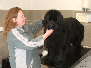 Фото: ньюфаундленд Plushevaya Panda Anabella Beautiful (Плюшевая Панда Анабелла Бьютифул)