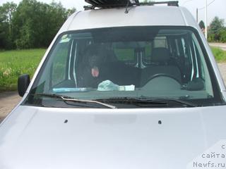 Фото: ньюфаундленд Plushevaya Panda Anabella Beautiful (Плюшевая Панда Анабелла Бьютифул)