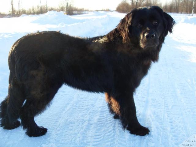 Фото: ньюфаундленд Atlantika Vindz Rouz (Атлантика Виндз Роуз)