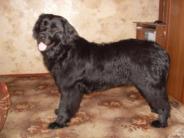 Фото: ньюфаундленд Atlantika Vindz Rouz (Атлантика Виндз Роуз)