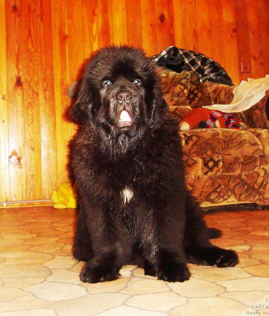 Фото: ньюфаундленд Beguschaya po Volnam Soul on Soul (Бегущая по Волнам Соул он Соул)