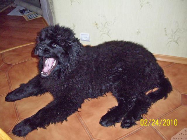 Фото: Бегущая по Волнам Ритм энд Блюз [d9019]