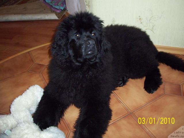 Фото: Бегущая по Волнам Ритм энд Блюз [9019]