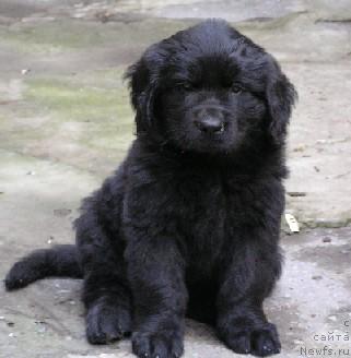 Фото: ньюфаундленд Kameliya iz YUjnogo Goroda (Камелия из Южного Города)