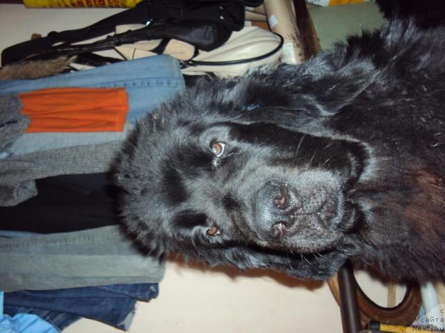 Фото: ньюфаундленд Zinedin iz Sibirskoy Glubinki (Зинедин из Сибирской Глубинки)