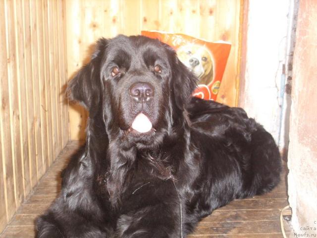 Фото: ньюфаундленд Jozefina Ledi Prekrasnaya (Жозефина Леди Прекрасная)