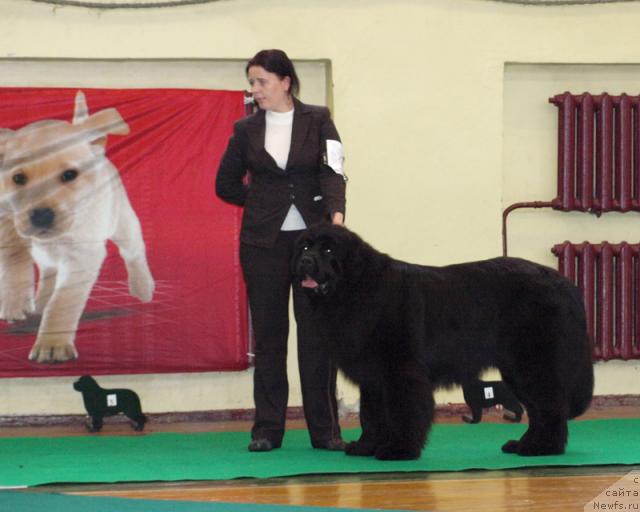 Фото: ньюфаундленд Samson Vialiki Miadzvedz