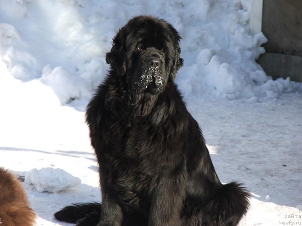 Фото: ньюфаундленд Plyushevaya Panda Ko-Ko SHanyel' (Плюшевая Панда Ко-Ко Шанэль)