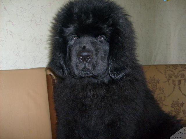 Фото: ньюфаундленд Aquatoriya Kelvin Kilimandzharo (Акватория Келвин Килиманджаро)