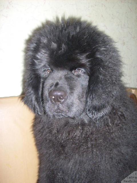 Фото: ньюфаундленд Aquatoriya Kelvin Kilimandzharo (Акватория Келвин Килиманджаро)