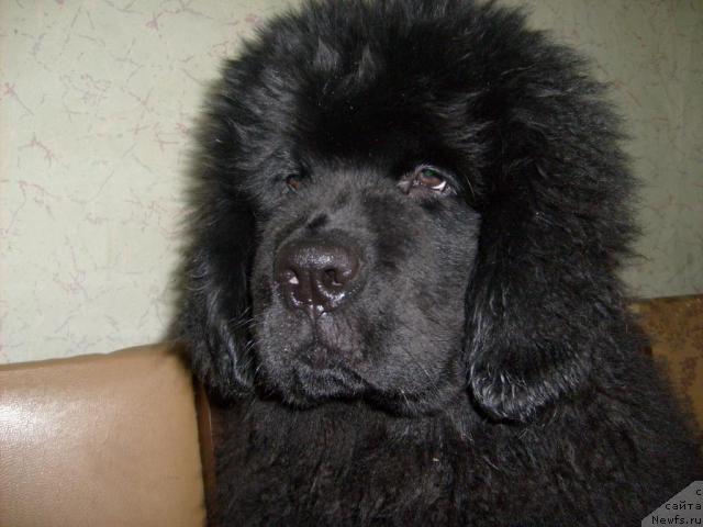 Фото: ньюфаундленд Aquatoriya Kelvin Kilimandzharo (Акватория Келвин Килиманджаро)