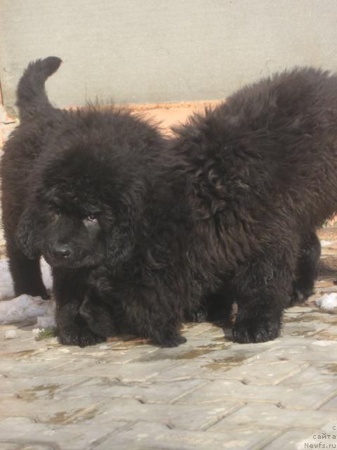 Фото: ньюфаундленд Porter s Berega Dona (Портер с Берега Дона), ньюфаундленд Professional s Berega Dona (Профессионал с Берега Дона)