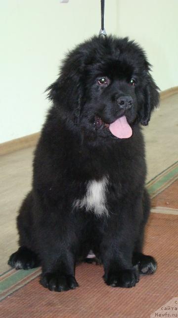 Фото: ньюфаундленд Aquatoriya Kelvin Lambordghini (Акватория Келвин Ламборджини)