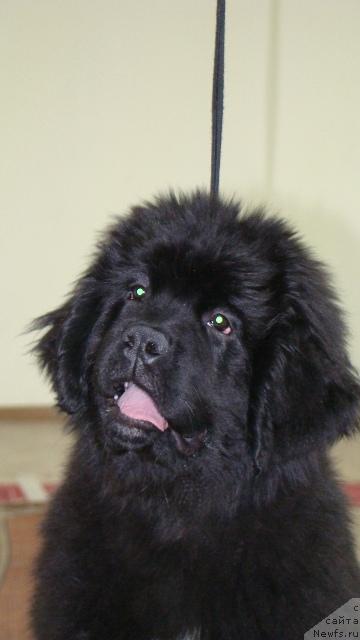 Фото: ньюфаундленд Aquatoriya Kelvin Lambordghini (Акватория Келвин Ламборджини)