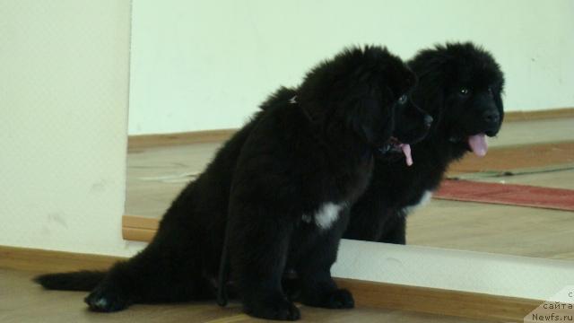 Фото: ньюфаундленд Aquatoriya Kelvin Lambordghini (Акватория Келвин Ламборджини)