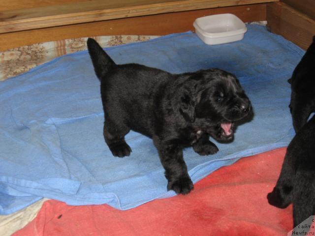 Фото: щенок Butterfly from Giant's Island (младшенькая)