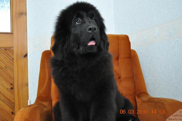 Фото: GLEDIS 	GOLDEN 	STAR