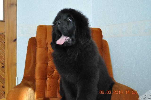 Фото: GLEDIS 	GOLDEN 	STAR