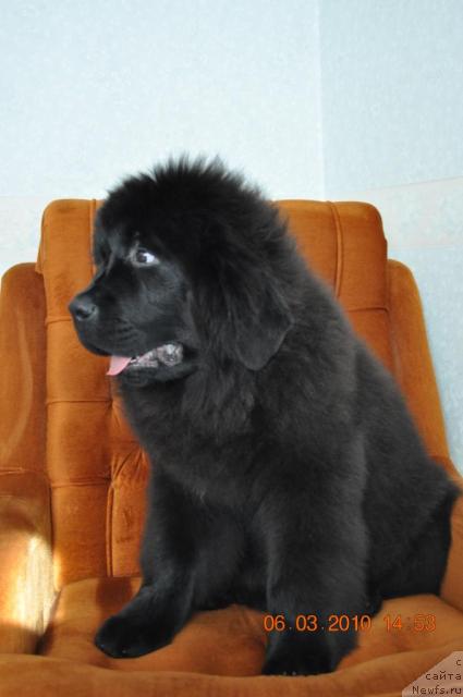 Фото: GLEDIS 	GOLDEN 	STAR