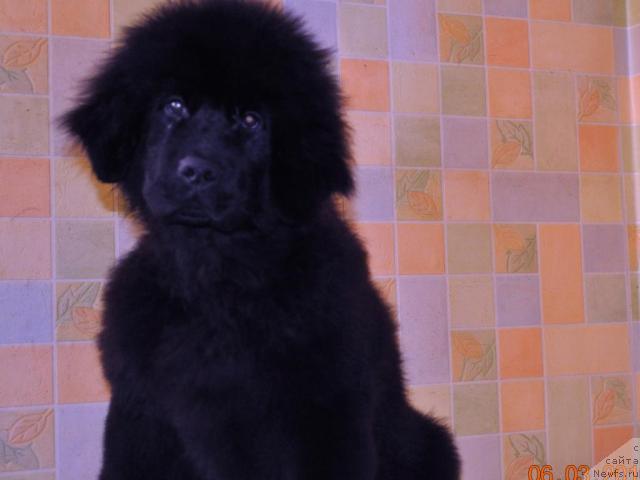 Фото: GOLANA	GOLDEN  STAR