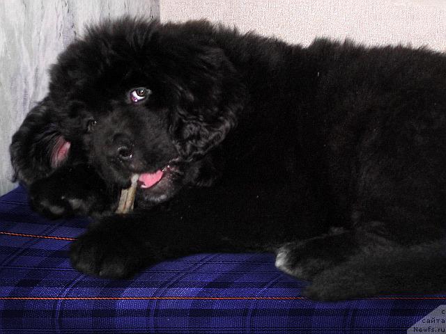 Фото: ньюфаундленд Bavariya (Бавария)
