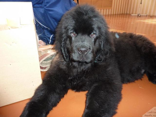 Фото: ньюфаундленд Al'tair Stayl (Альтаир Стайл)