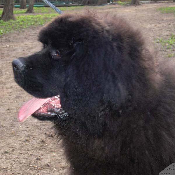 Фото: ньюфаундленд Iz Vseh Luchshiy s Berega Dona (Из Всех Лучший с Берега Дона)