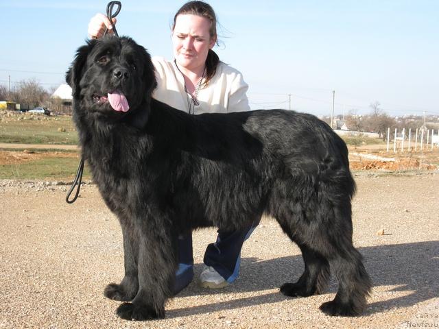 Фото: ньюфаундленд Charly Bolshoj Malysh (Чарли Большой Малыш)