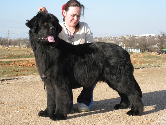 Фото: ньюфаундленд Charly Bolshoj Malysh (Чарли Большой Малыш)
