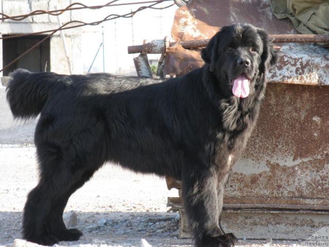 Фото: ньюфаундленд Charly Bolshoj Malysh (Чарли Большой Малыш)