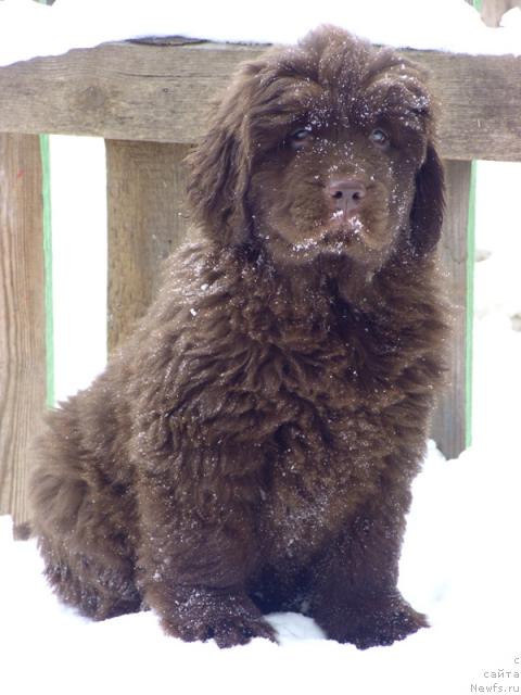 Фото: ньюфаундленд Barhatka Roskoshnaya (Бархатка Роскошная)