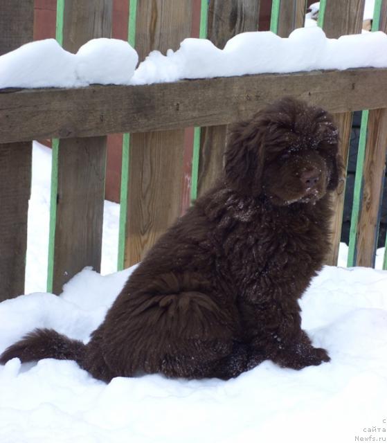 Фото: ньюфаундленд Barhatka Roskoshnaya (Бархатка Роскошная)