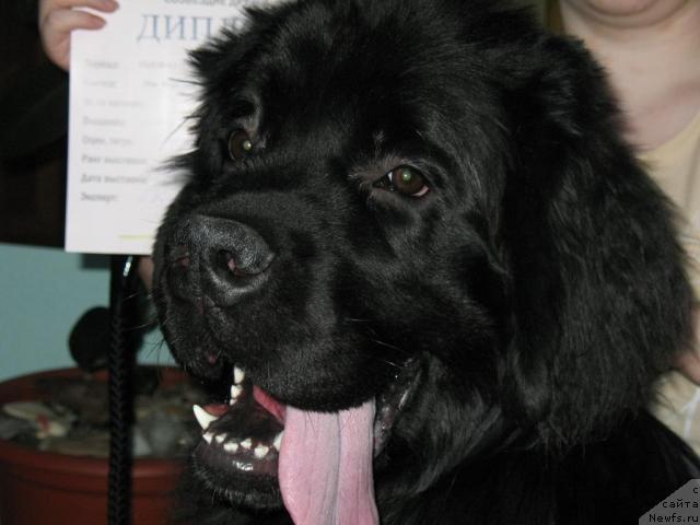 Фотография № 38959