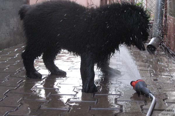 Фото: ньюфаундленд Vinces iz Medvejyego Yara Dlja Berega Dona (Винчес из Медвежьего Яра для Берега Дона)