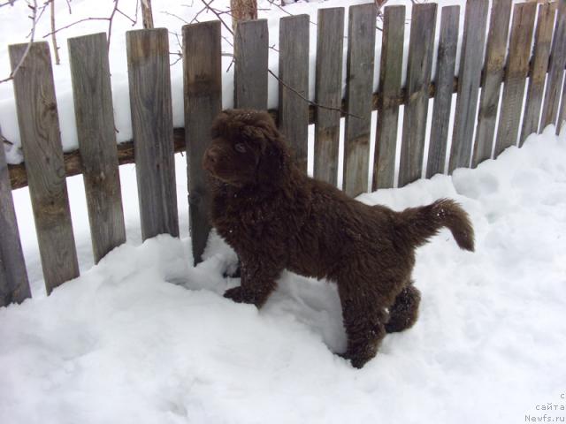 Фото: ньюфаундленд Barhatka Roskoshnaya (Бархатка Роскошная)