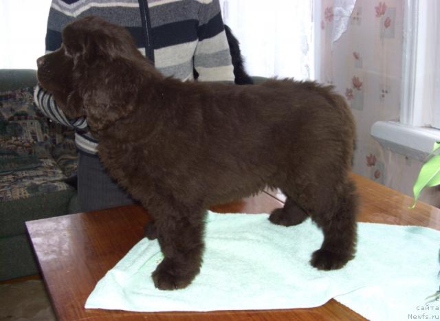 Фото: ньюфаундленд Barhatka Roskoshnaya (Бархатка Роскошная)