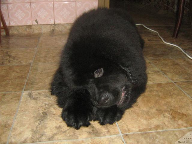 Фото: ньюфаундленд Sent Djons Ulla for Kara Ayular (Сент Джонс Улла для Кара Аюлар)