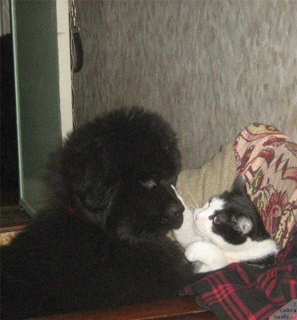 Фото: ньюфаундленд Sent Djons Ulla for Kara Ayular (Сент Джонс Улла для Кара Аюлар), Бармалейкин :))