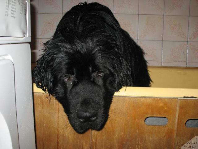 Фото: Маг Исполин Лавр