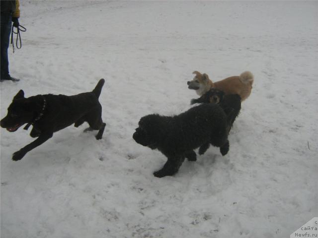 Фото: ньюфаундленд Sent Djons Ulla for Kara Ayular (Сент Джонс Улла для Кара Аюлар)