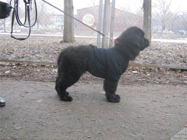 Фото: ньюфаундленд Sent Djons Ulla for Kara Ayular (Сент Джонс Улла для Кара Аюлар)